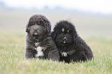DOGUE DU TIBET 682